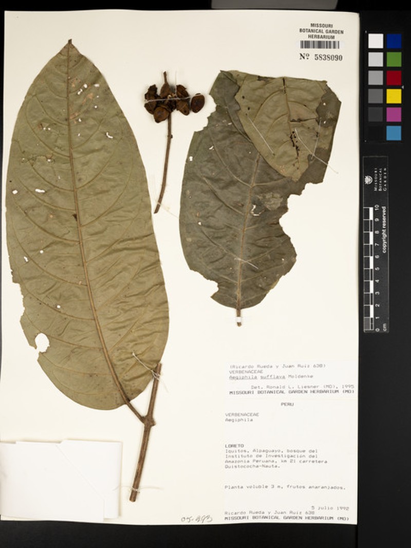 Aegiphila sufflava photo 5