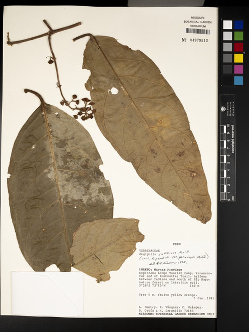 Aegiphila sufflava photo 6