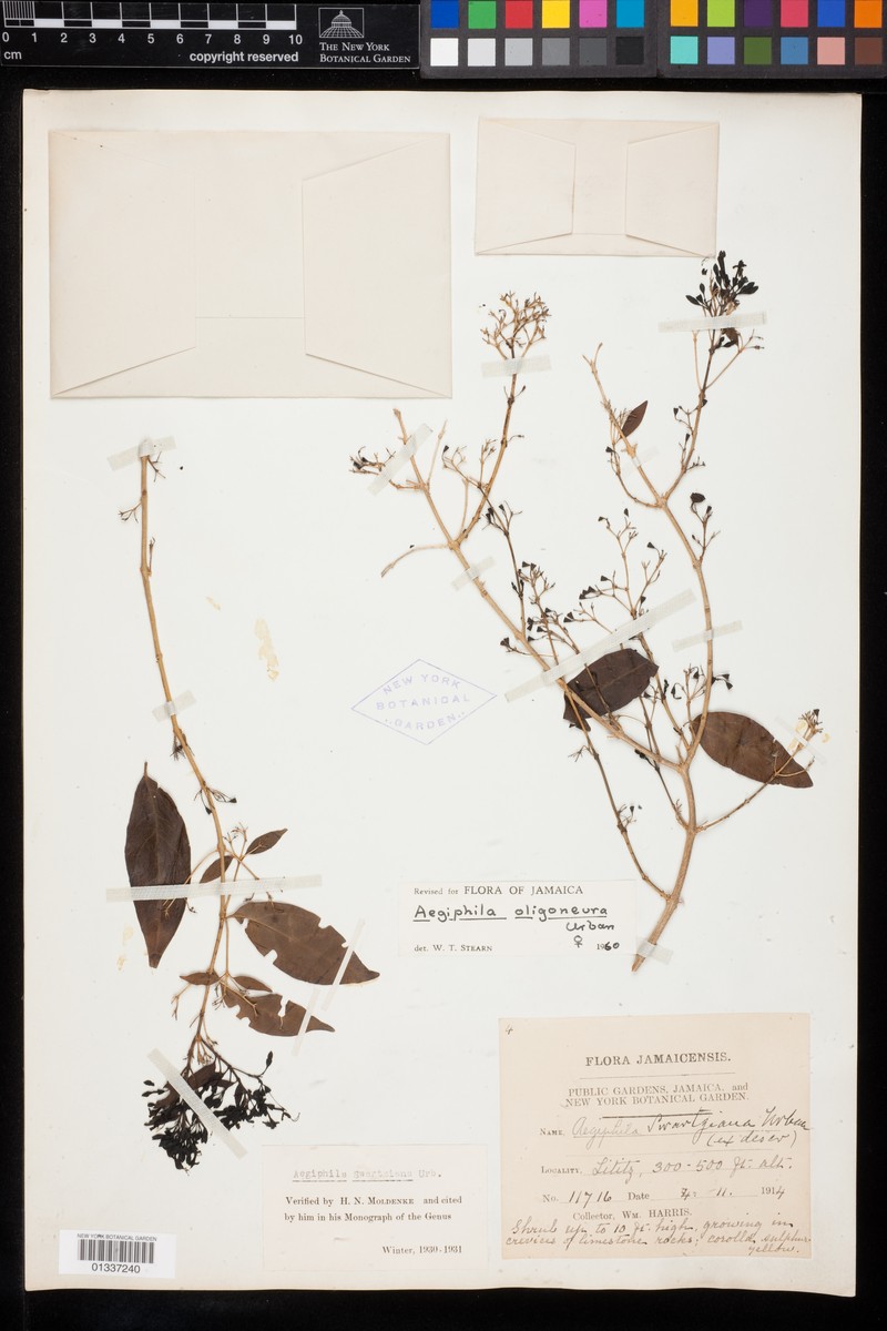 Aegiphila swartziana