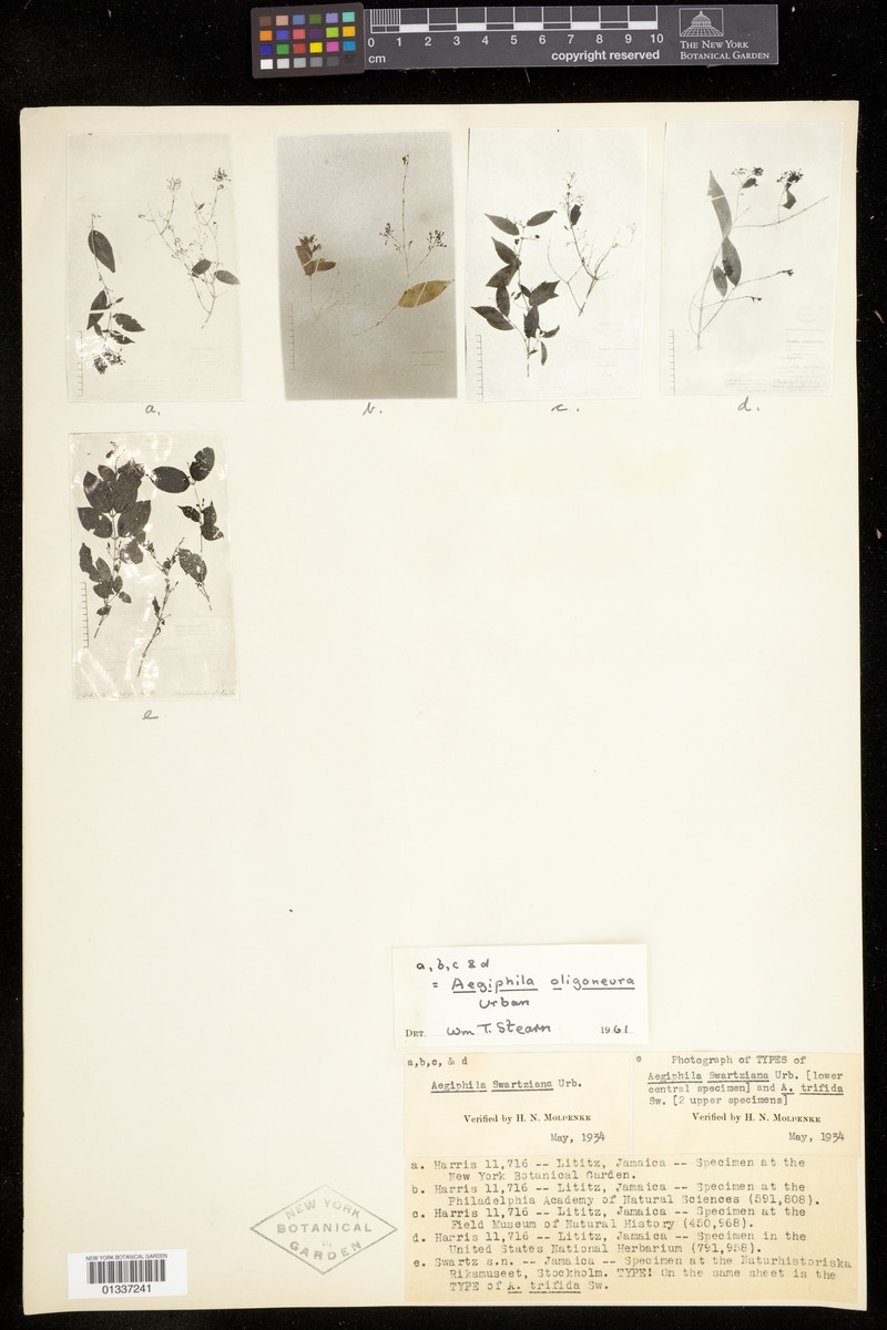 Aegiphila swartziana photo 2