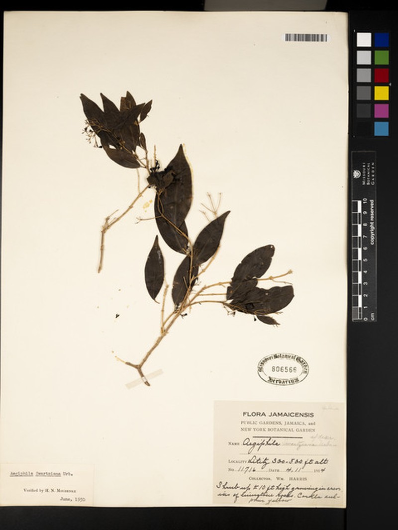 Aegiphila swartziana photo 3