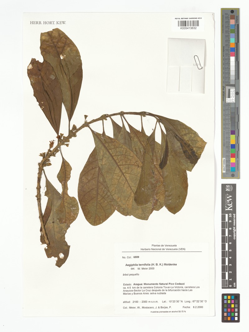 Aegiphila ternifolia
