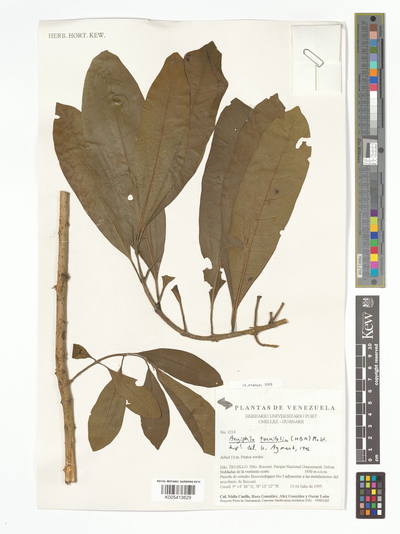 Aegiphila ternifolia photo 2
