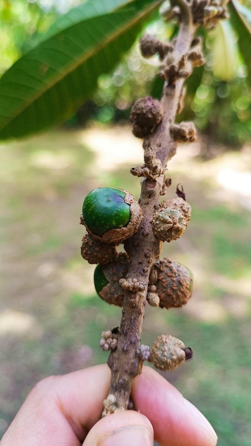 Aegiphila ternifolia photo 3