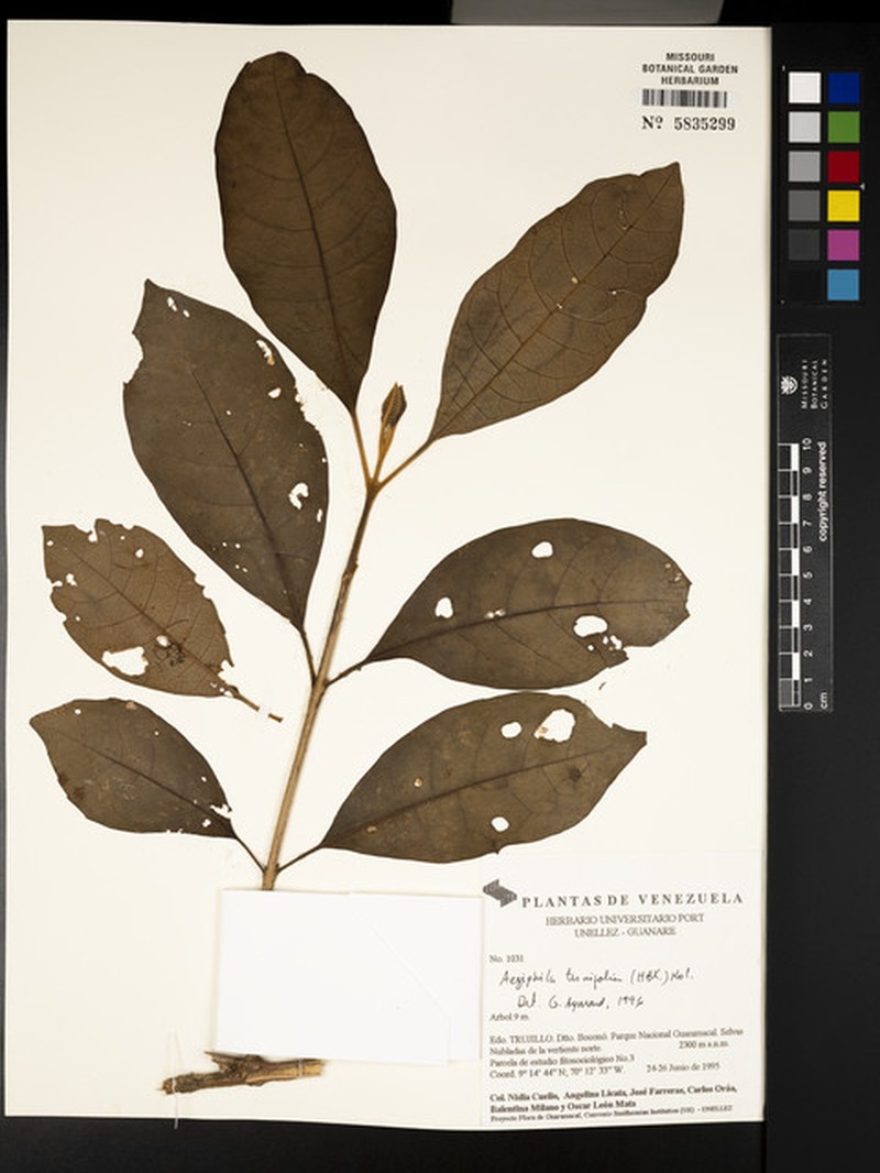 Aegiphila ternifolia photo 4