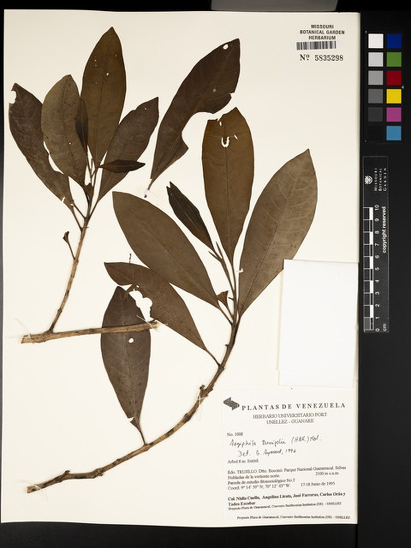 Aegiphila ternifolia photo 5