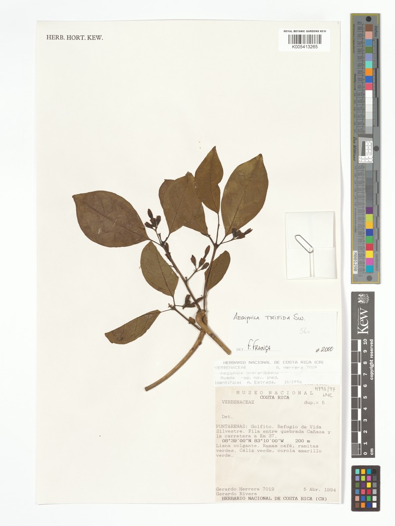 Aegiphila trifida