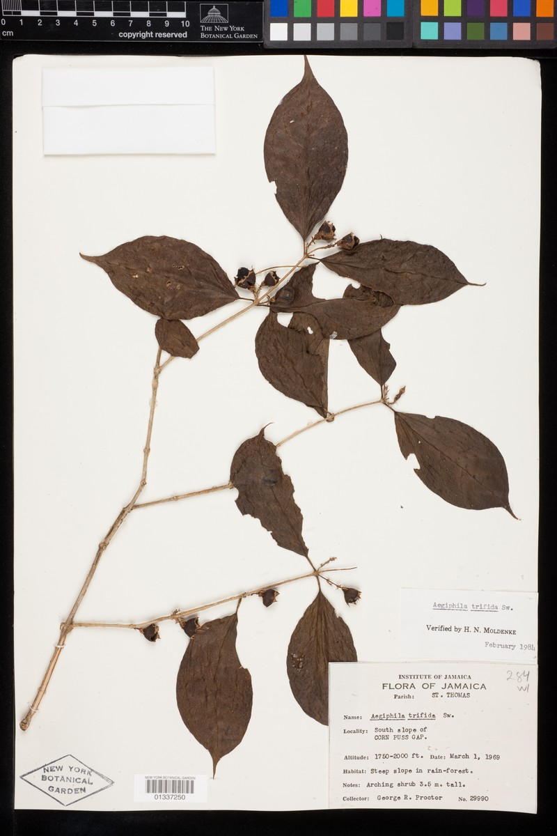 Aegiphila trifida photo 2