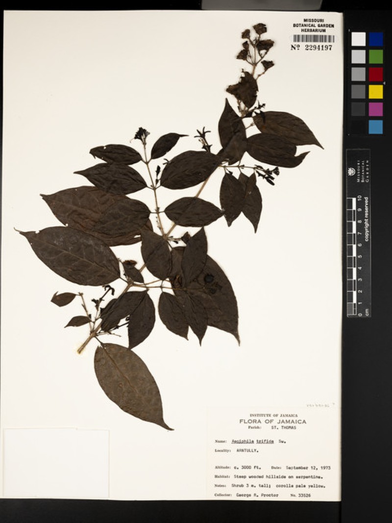 Aegiphila trifida photo 3