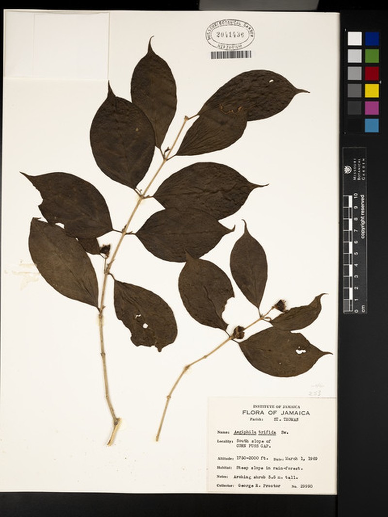 Aegiphila trifida photo 4