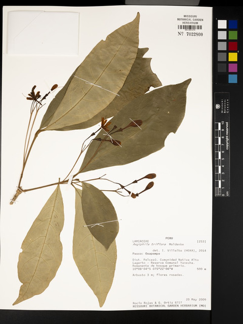 Aegiphila triflora