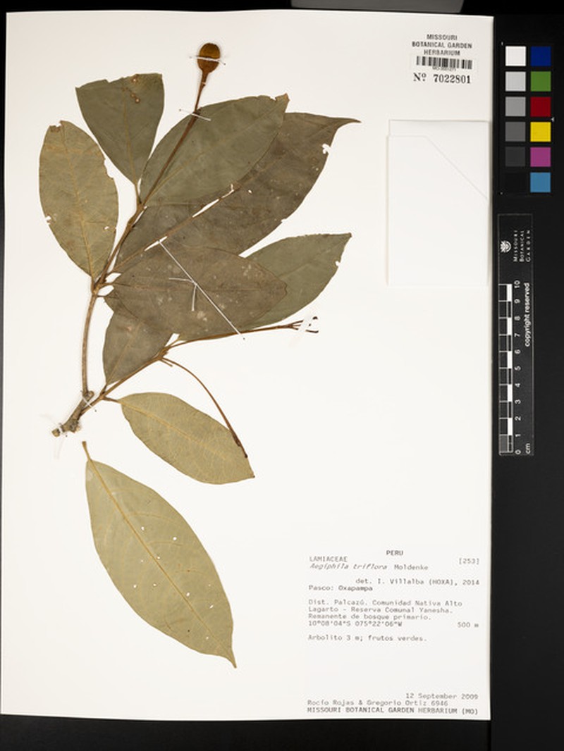 Aegiphila triflora photo 2