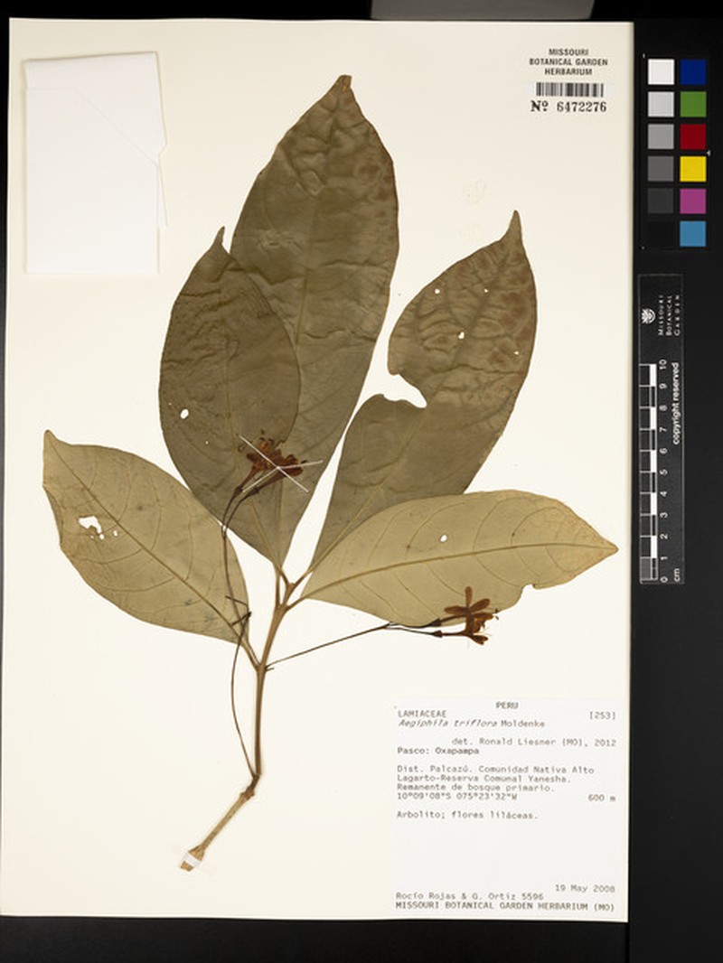 Aegiphila triflora photo 3