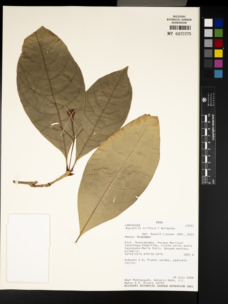 Aegiphila triflora photo 4