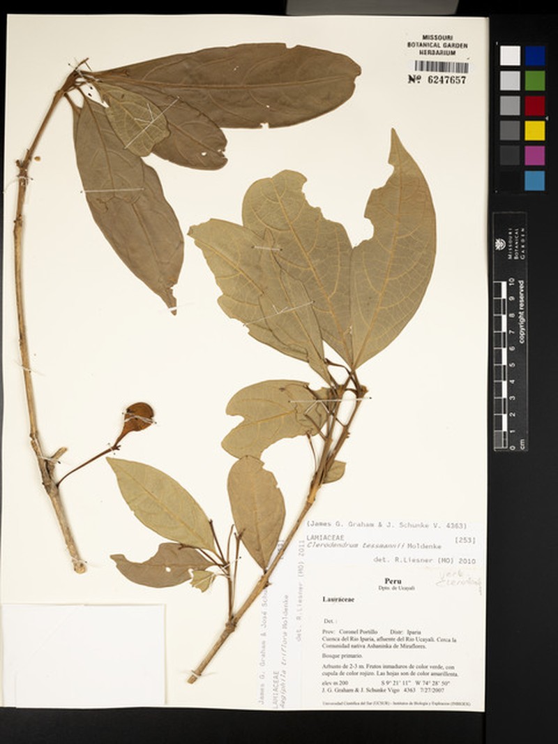 Aegiphila triflora photo 5