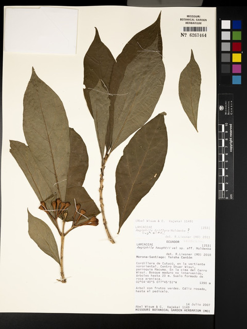 Aegiphila triflora photo 6