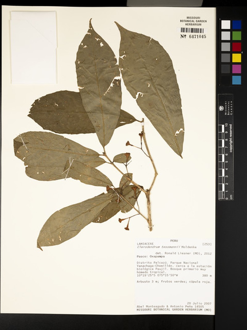 Aegiphila triflora photo 7
