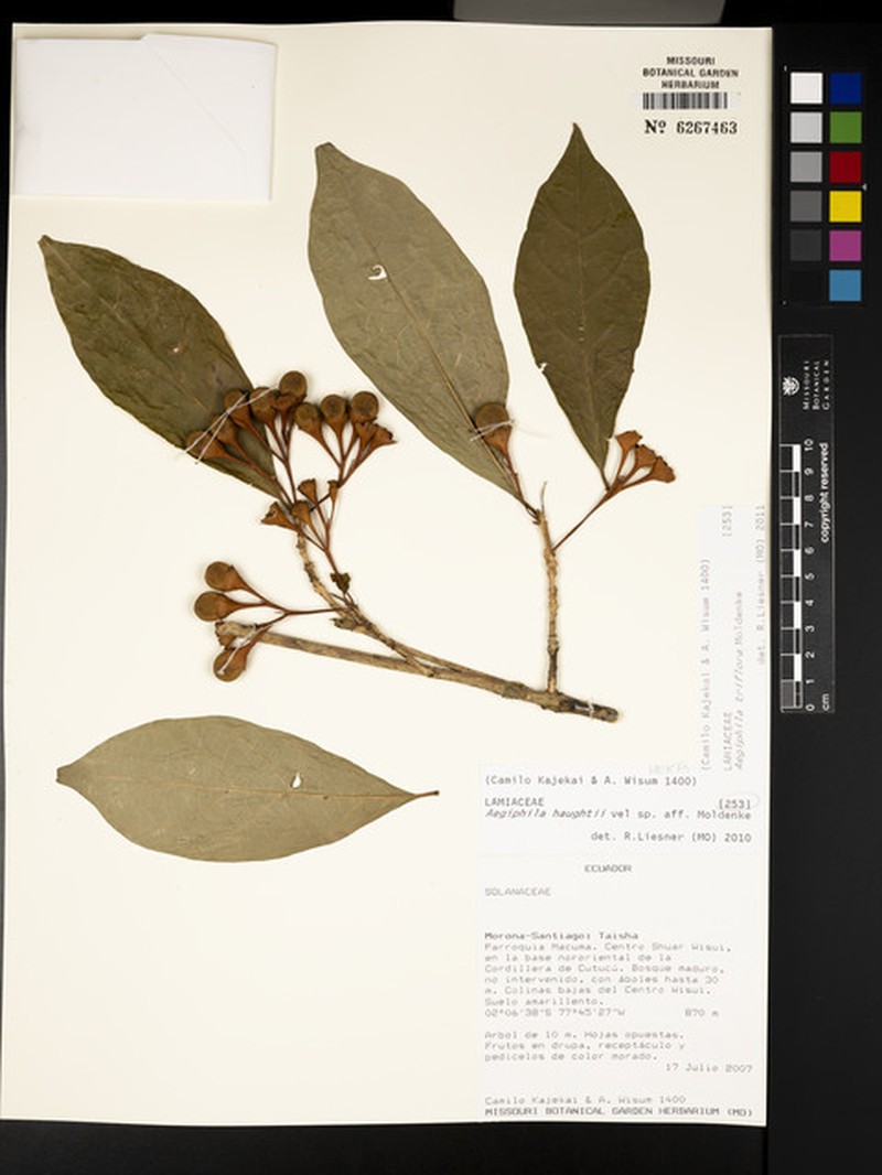 Aegiphila triflora photo 8