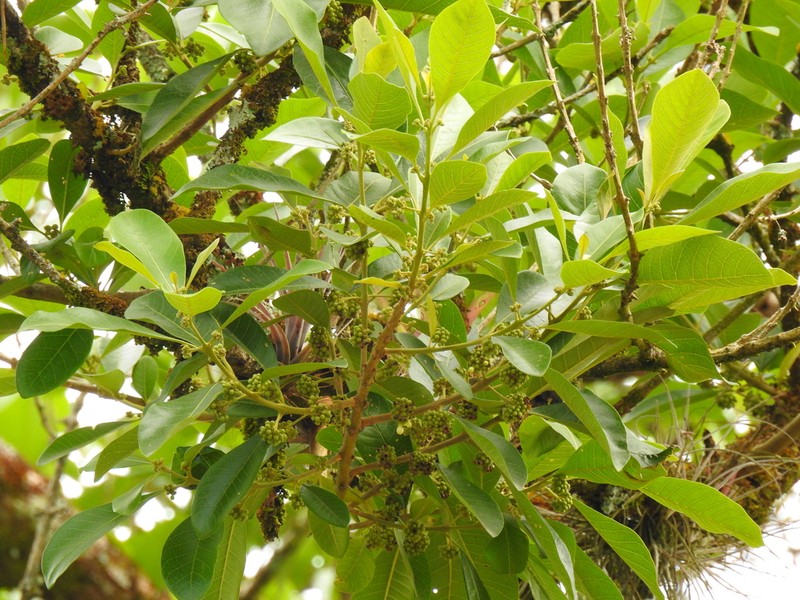 Aegiphila truncata
