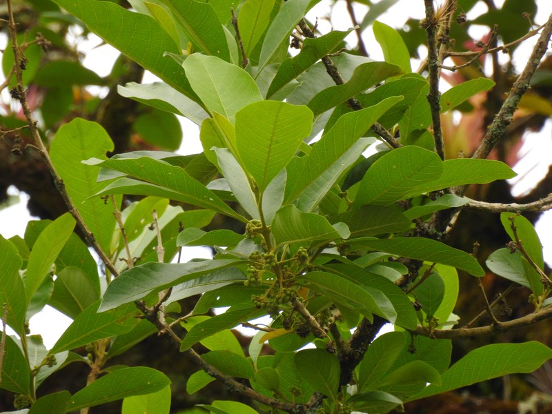Aegiphila truncata photo 2