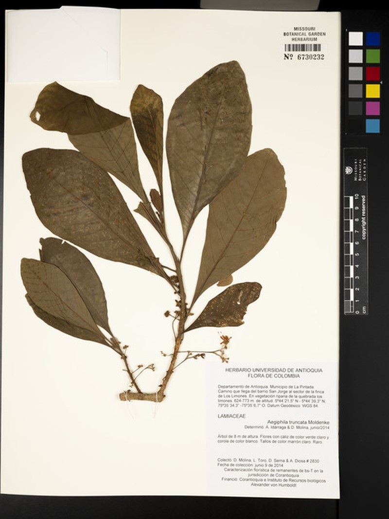 Aegiphila truncata photo 3