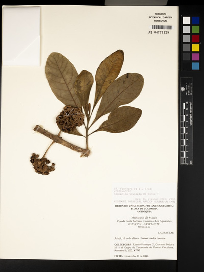 Aegiphila truncata photo 4
