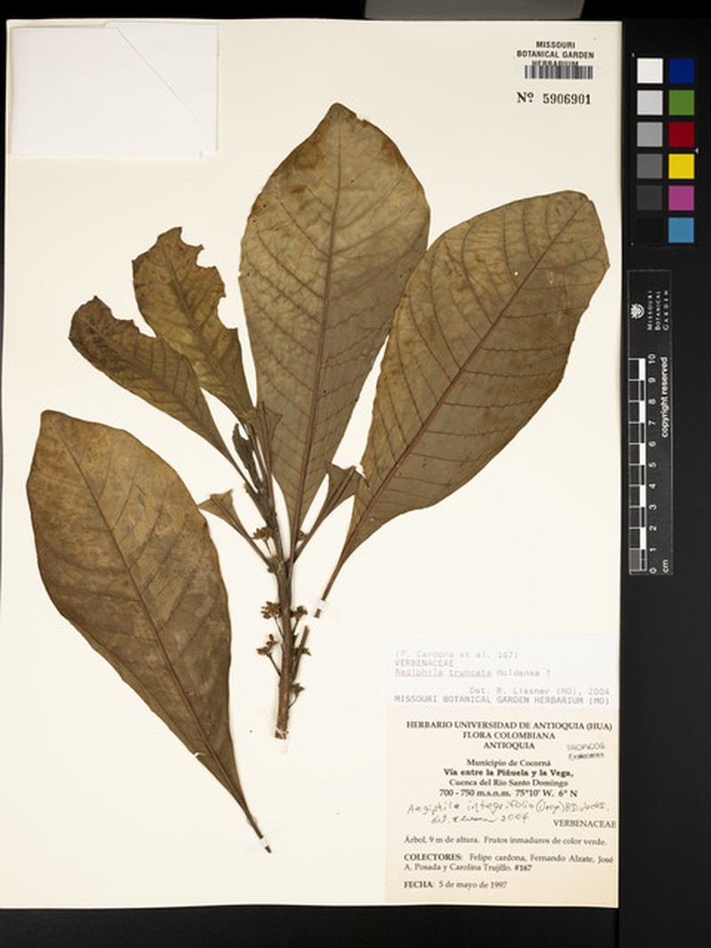 Aegiphila truncata photo 5