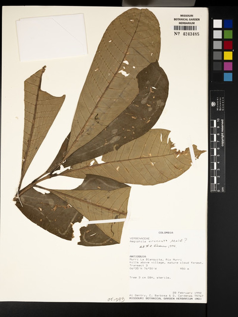 Aegiphila truncata photo 6