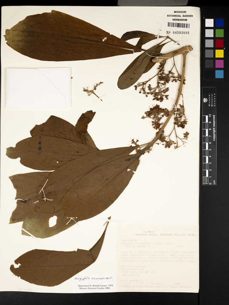Aegiphila truncata photo 7