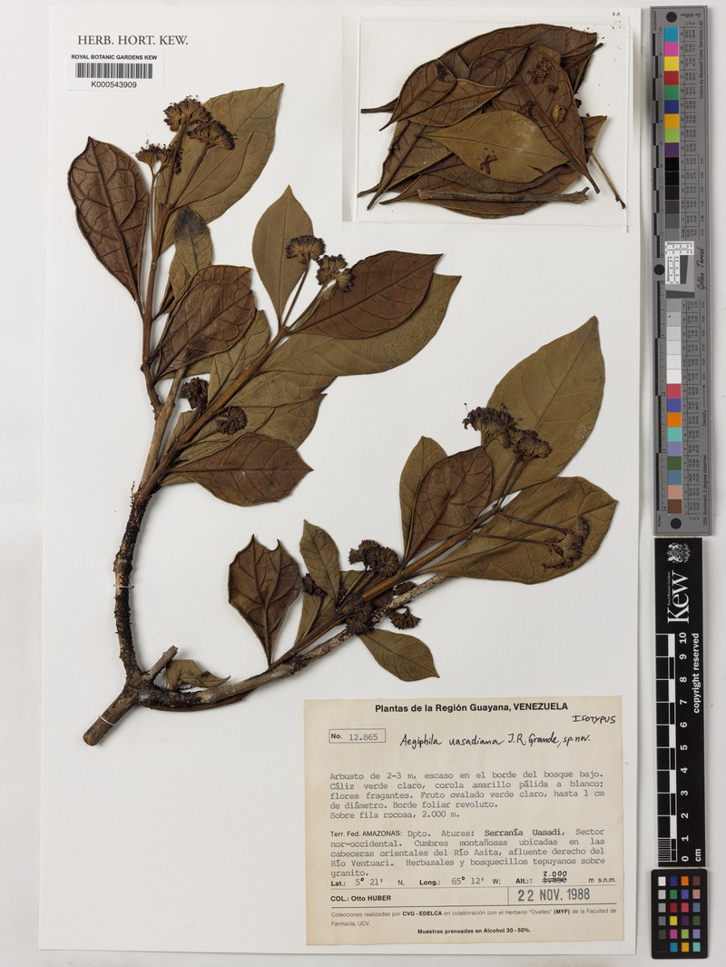 Aegiphila uasadiana