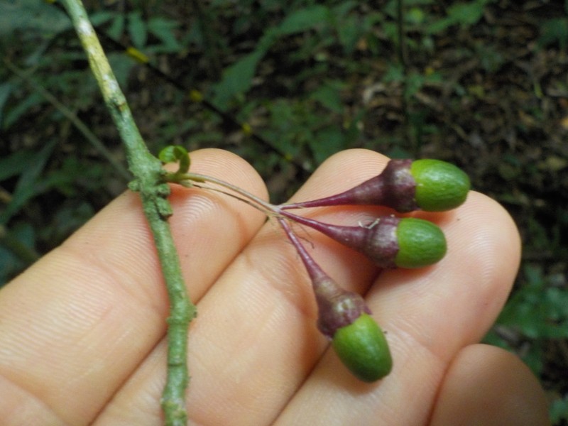 Aegiphila ulei photo 2