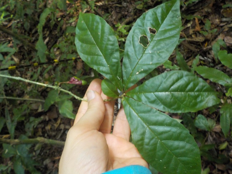Aegiphila ulei photo 3
