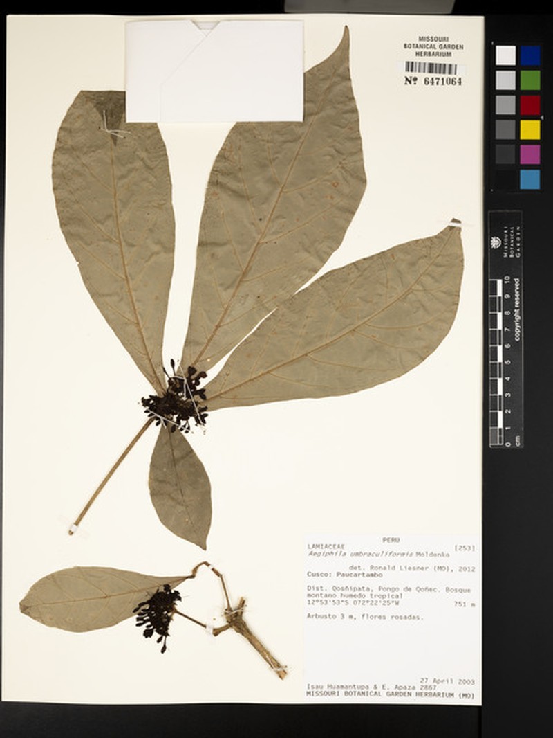 Aegiphila umbraculiformis