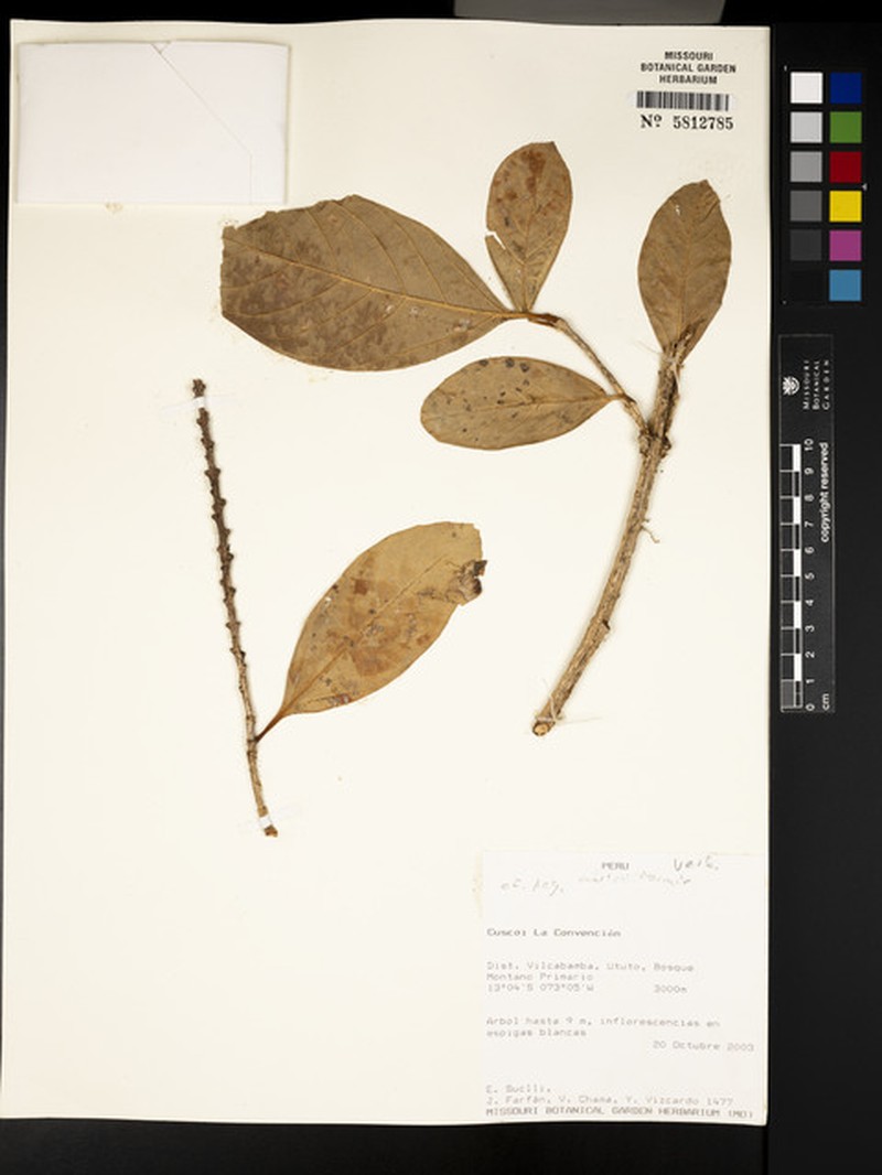 Aegiphila umbraculiformis photo 2