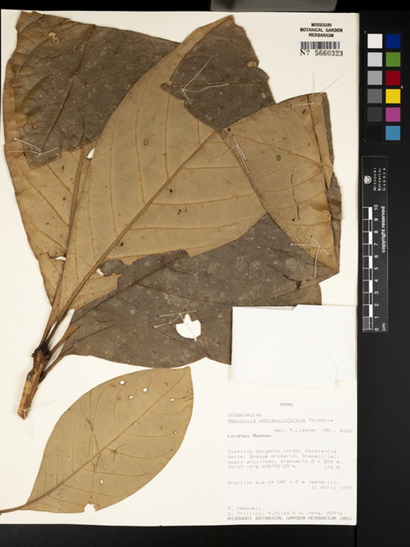 Aegiphila umbraculiformis photo 3