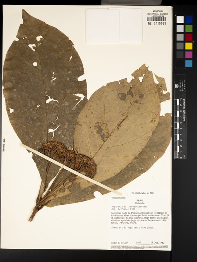 Aegiphila umbraculiformis photo 4