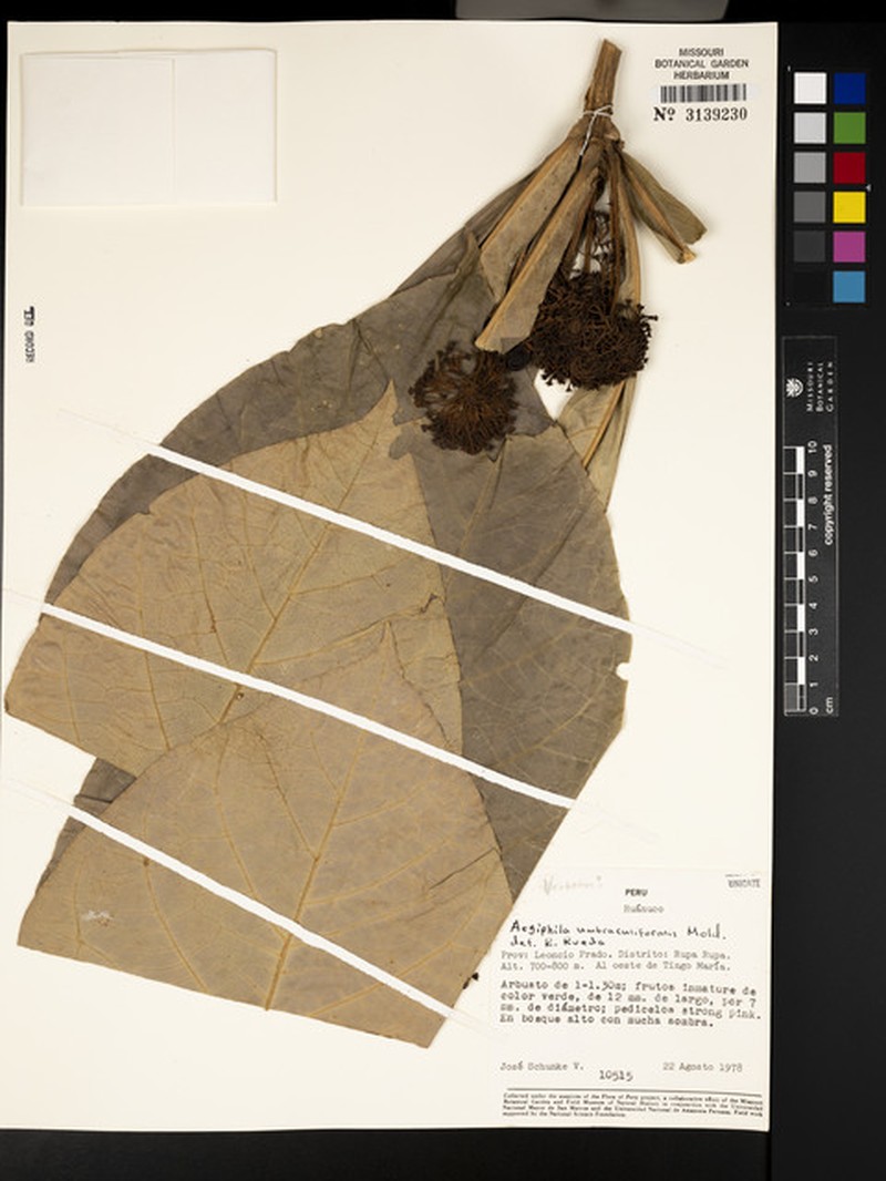 Aegiphila umbraculiformis photo 5