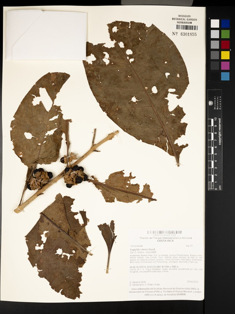 Aegiphila valerii