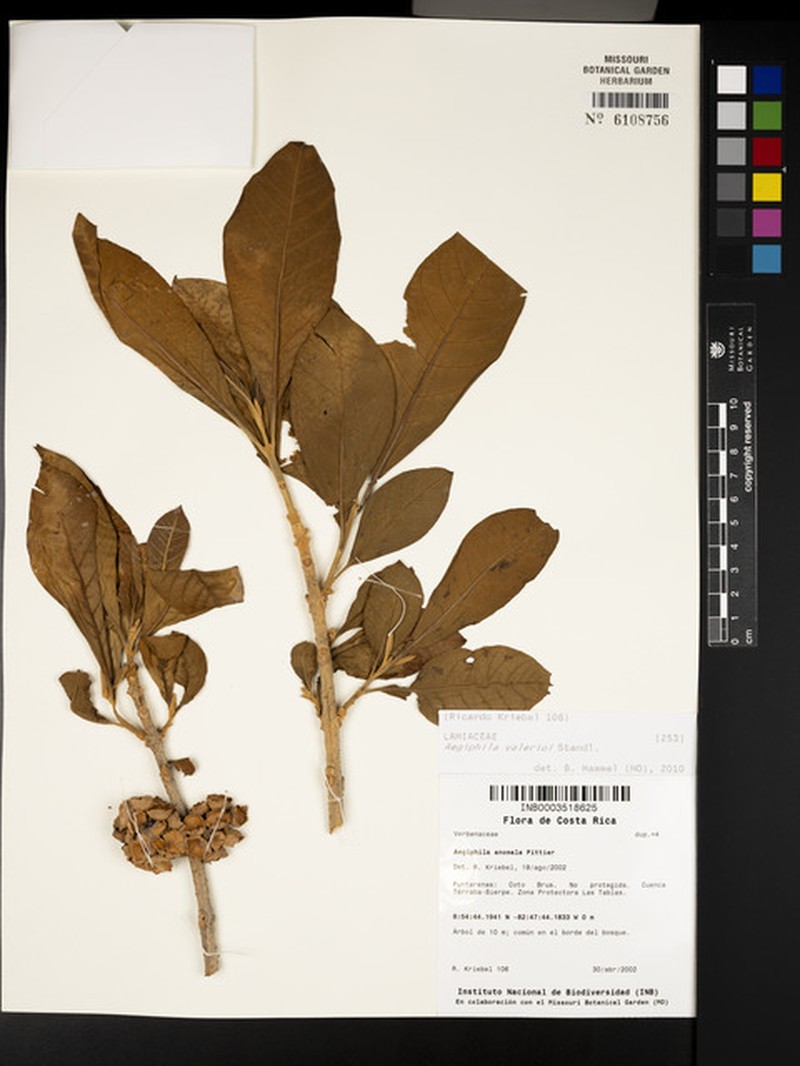 Aegiphila valerii photo 2