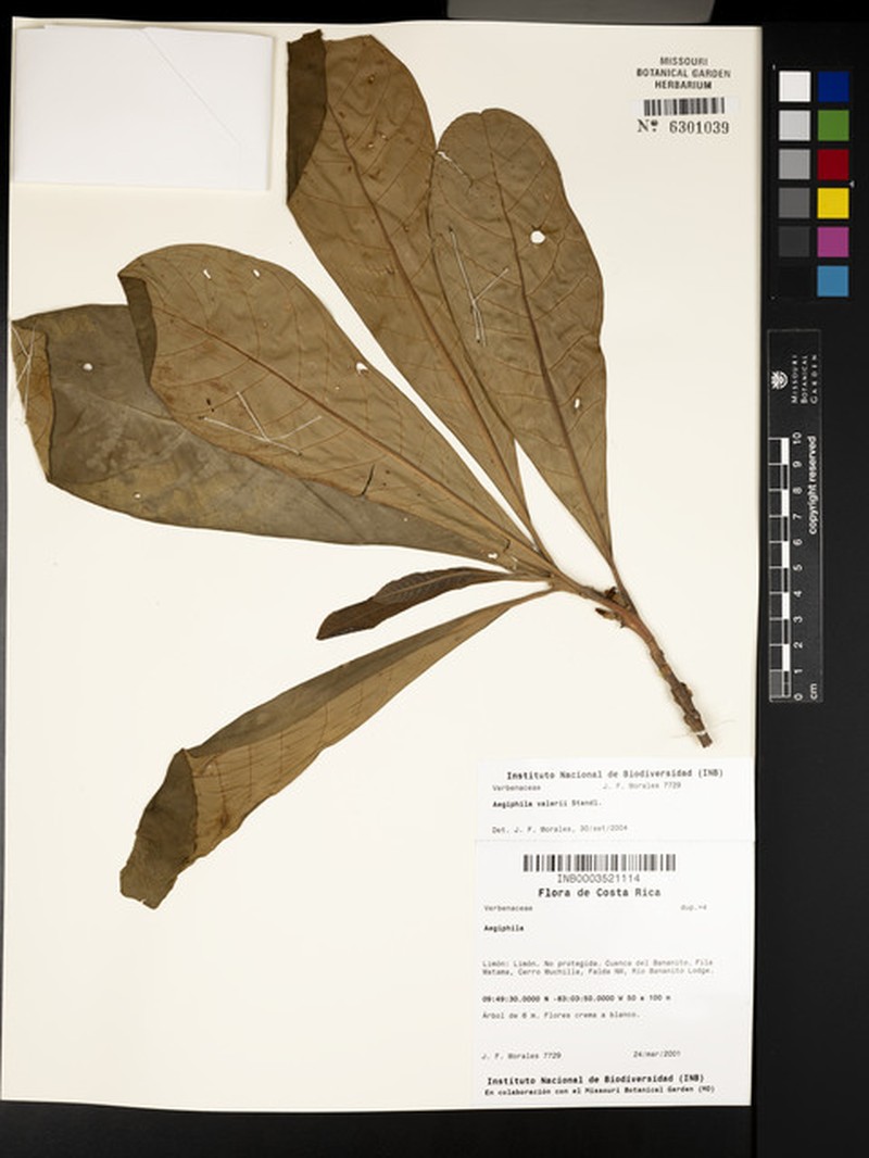 Aegiphila valerii photo 3
