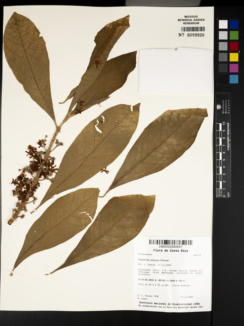 Aegiphila valerii photo 4