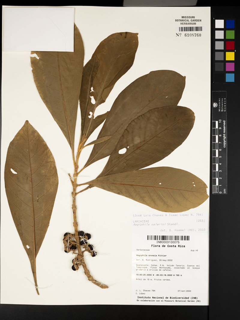 Aegiphila valerii photo 5