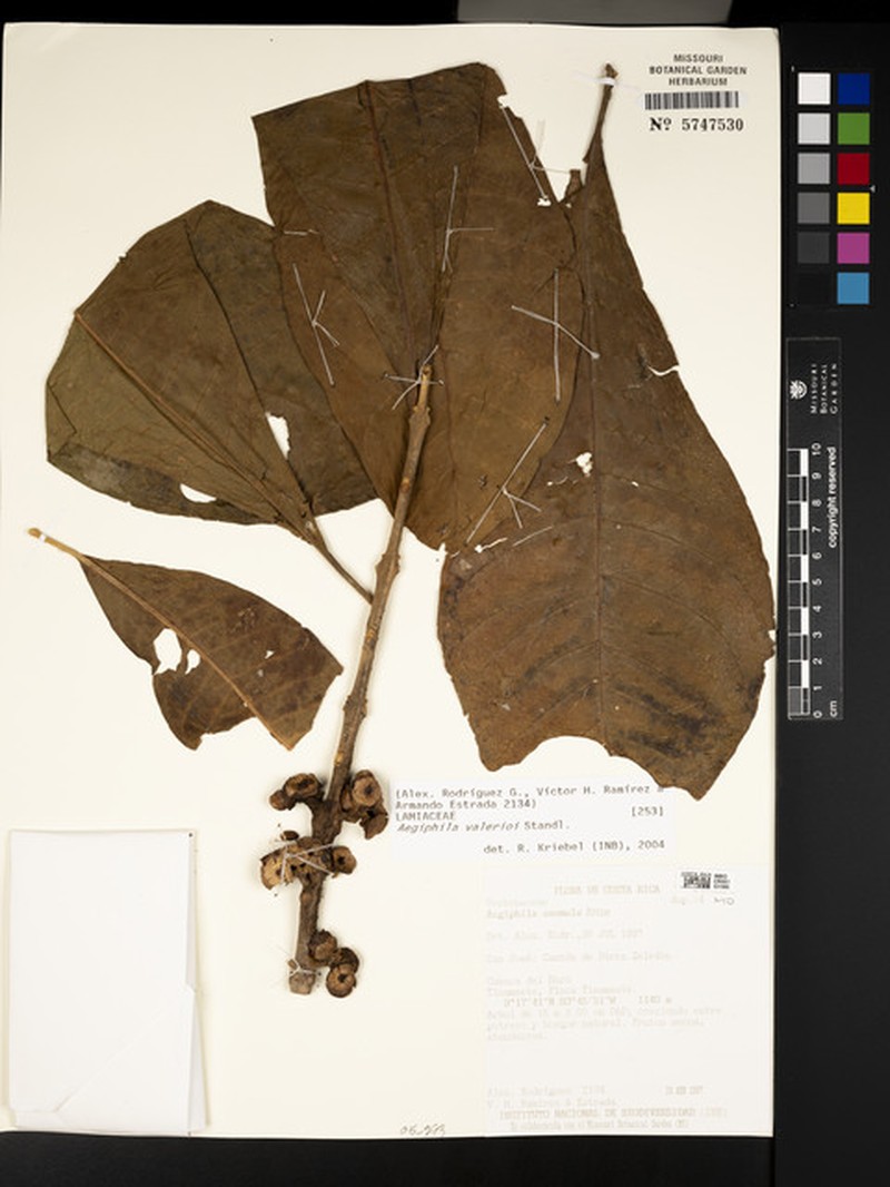 Aegiphila valerii photo 6