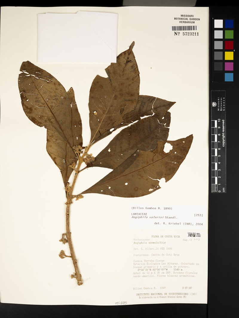 Aegiphila valerii photo 7