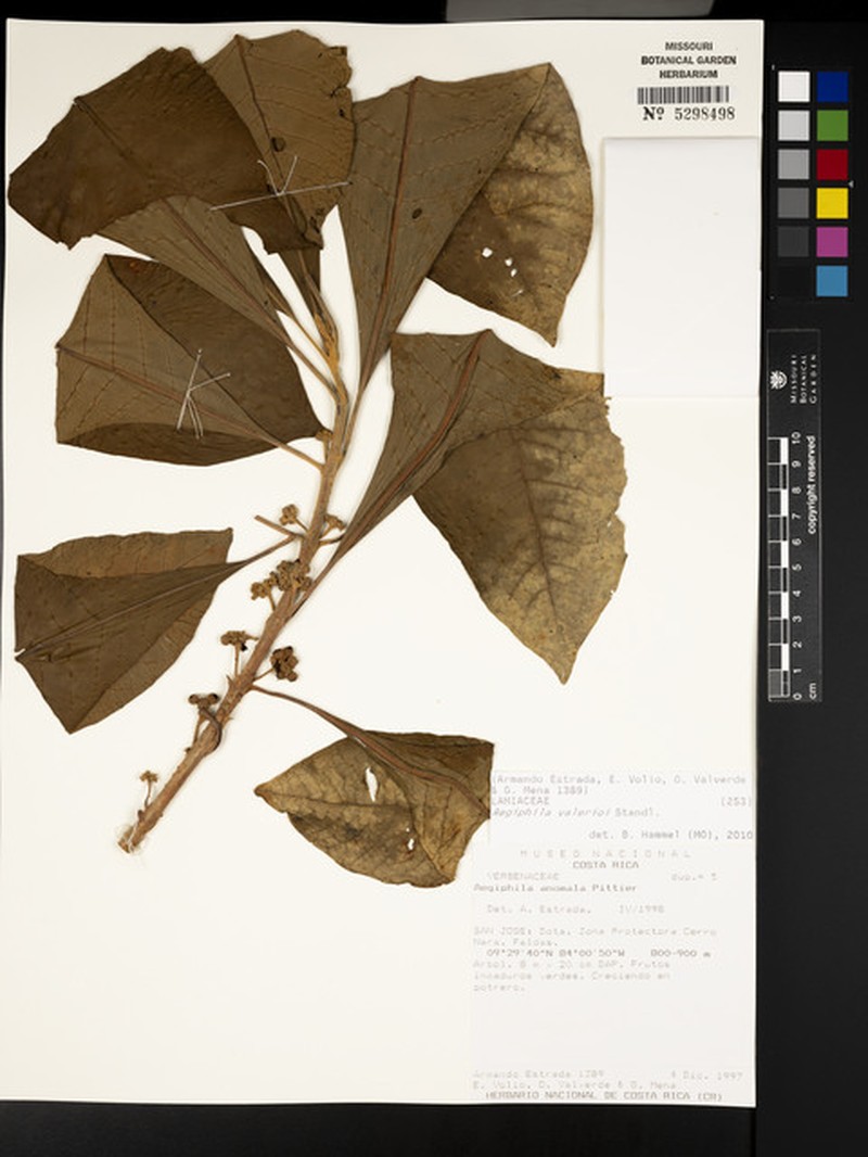 Aegiphila valerii photo 8