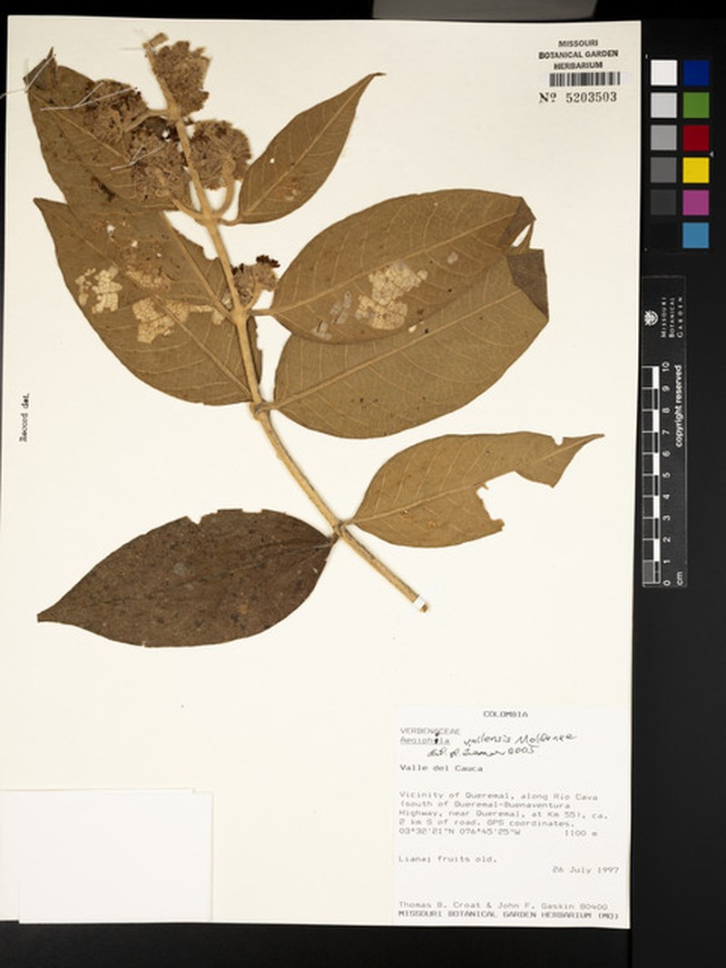 Aegiphila vallensis