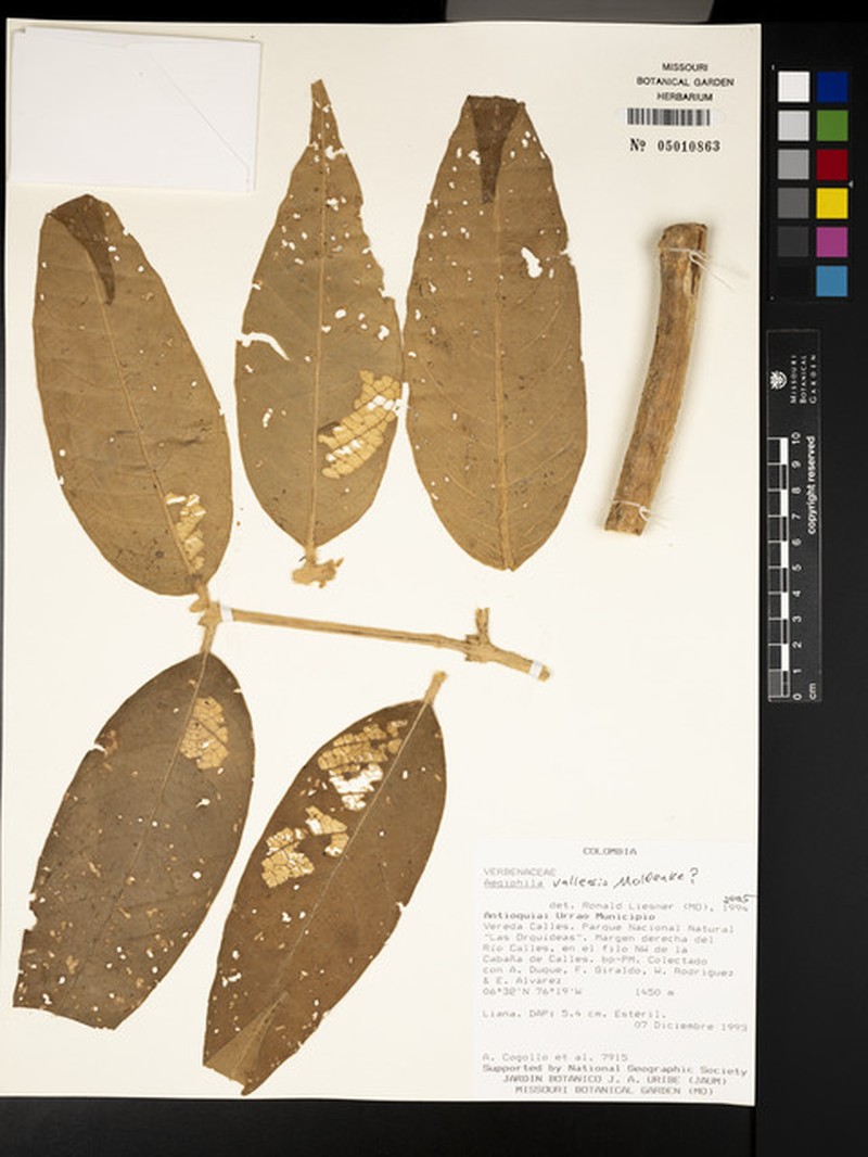 Aegiphila vallensis photo 2