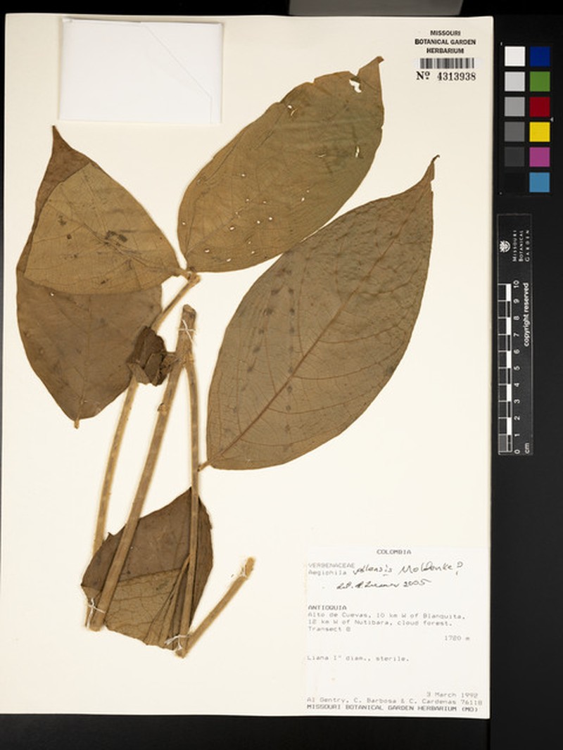 Aegiphila vallensis photo 3
