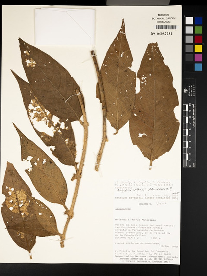 Aegiphila vallensis photo 4