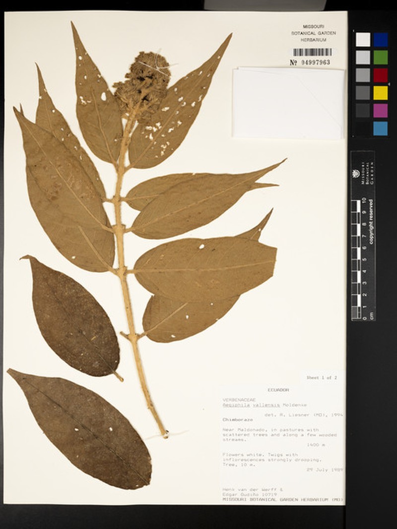 Aegiphila vallensis photo 5